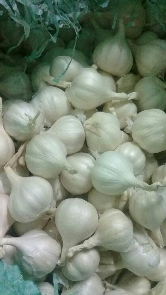 Cho gà uống nước tỏi có tác dụng gì